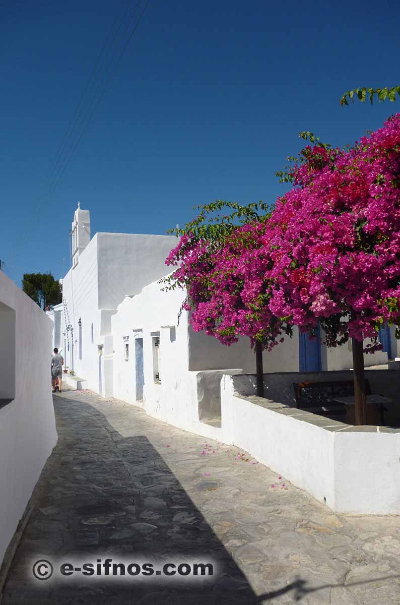 Bougainvillées dans une ruelle de Artemonas