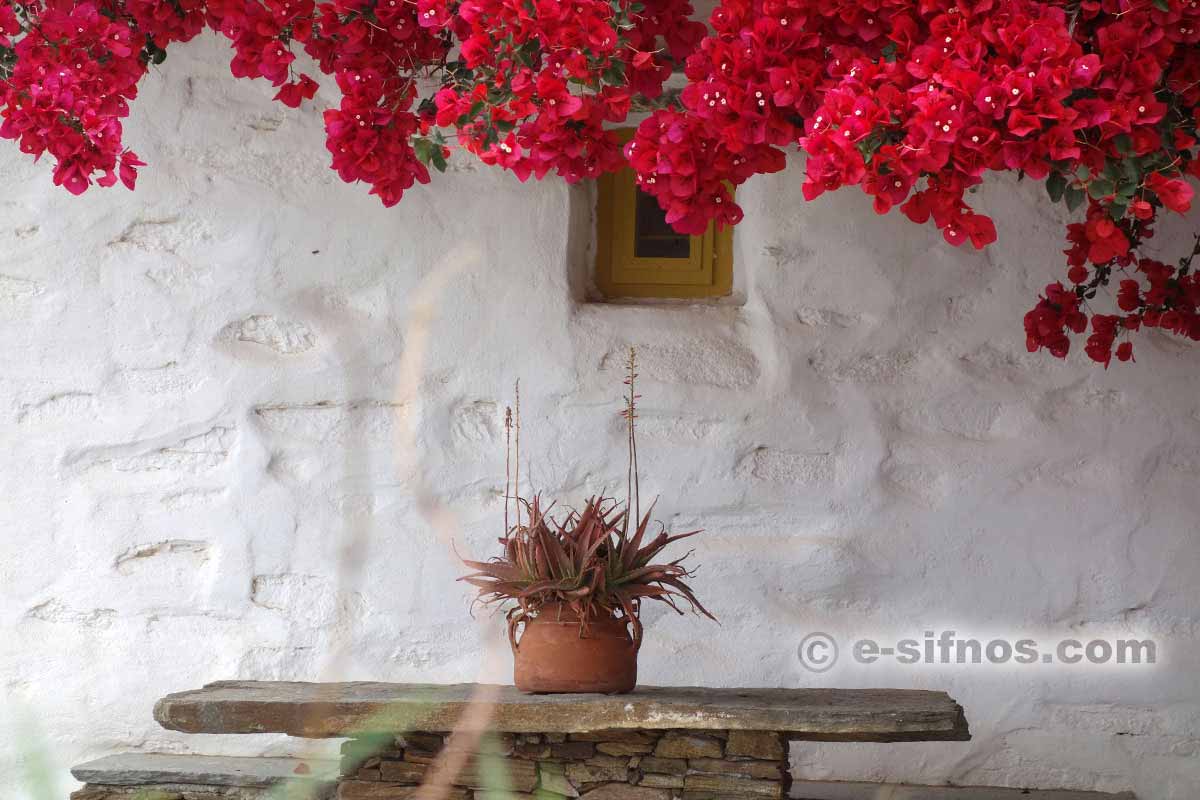 Bougainvillées dans Artemonas