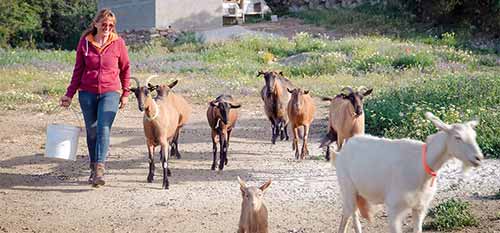 Activités à Sifnos