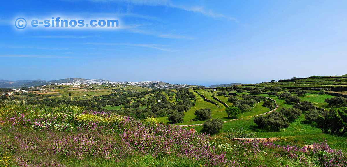 Un paysage avec des fleurs sauvages et à l'arrière plan les villages centraux