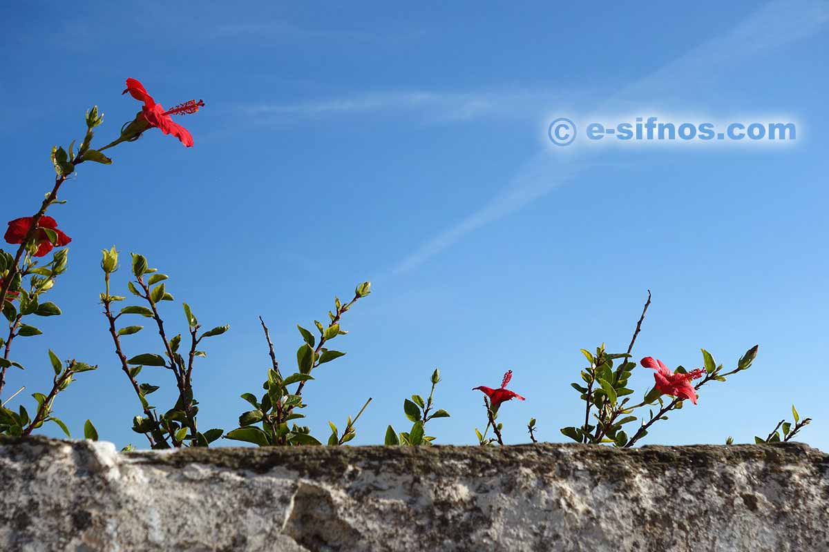 Hibiscus dans le village d'Agios Loukas