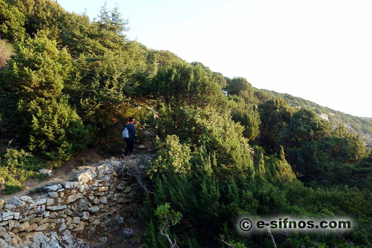 Un sentier en région Natura avec genévriers