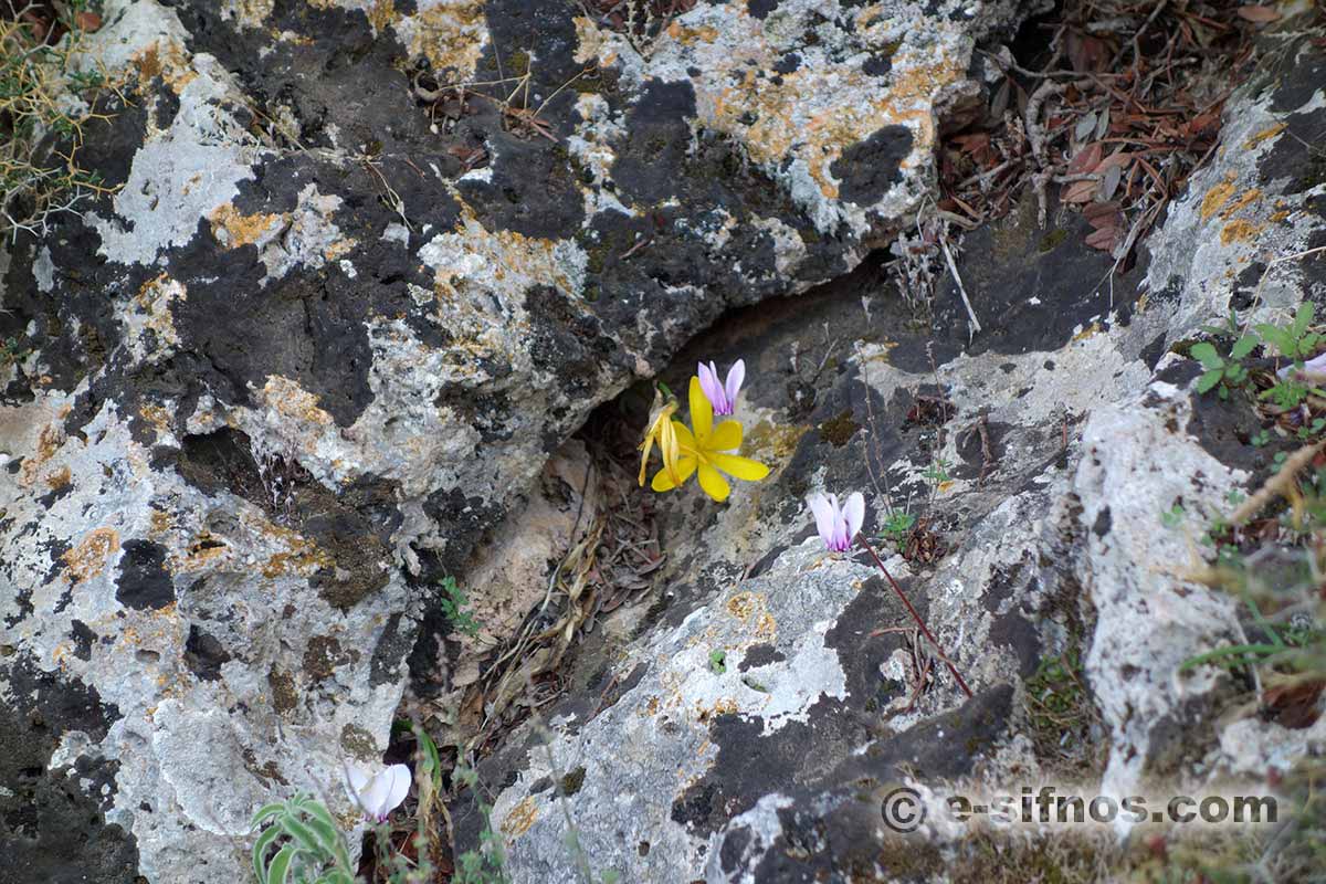 Paysage d'hiver avec cyclamens
