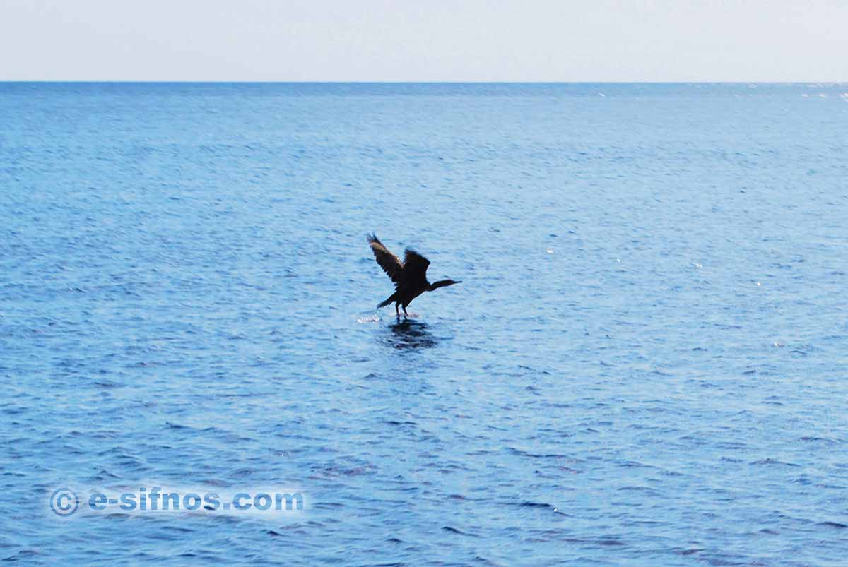 Un oiseau de mer à Kamares
